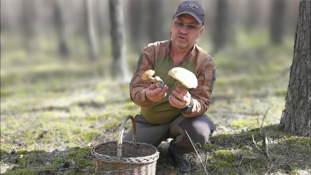 Podążając szlakami lasu: kurki, koźlaki i borowiki
