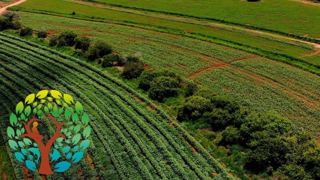 A inteligência da Natureza - Capítulo 1 (19/01/2022)