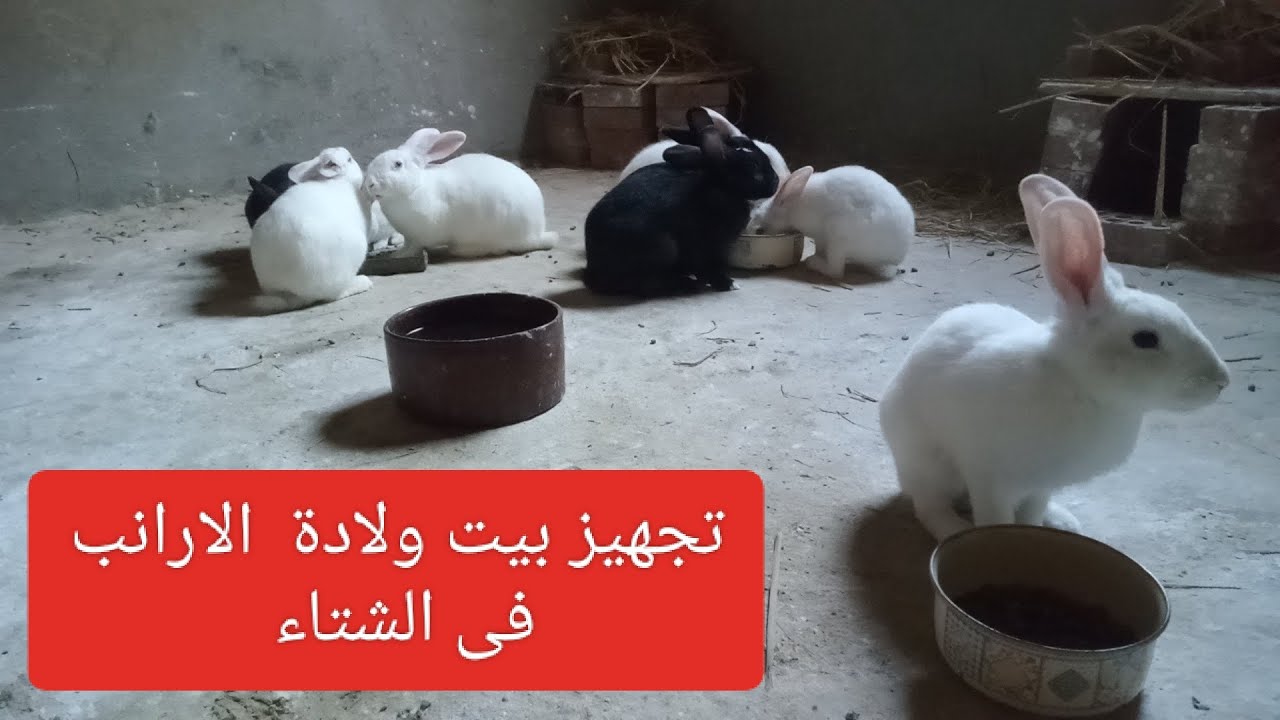 تجهيز بيت الارانب فى الشتاء