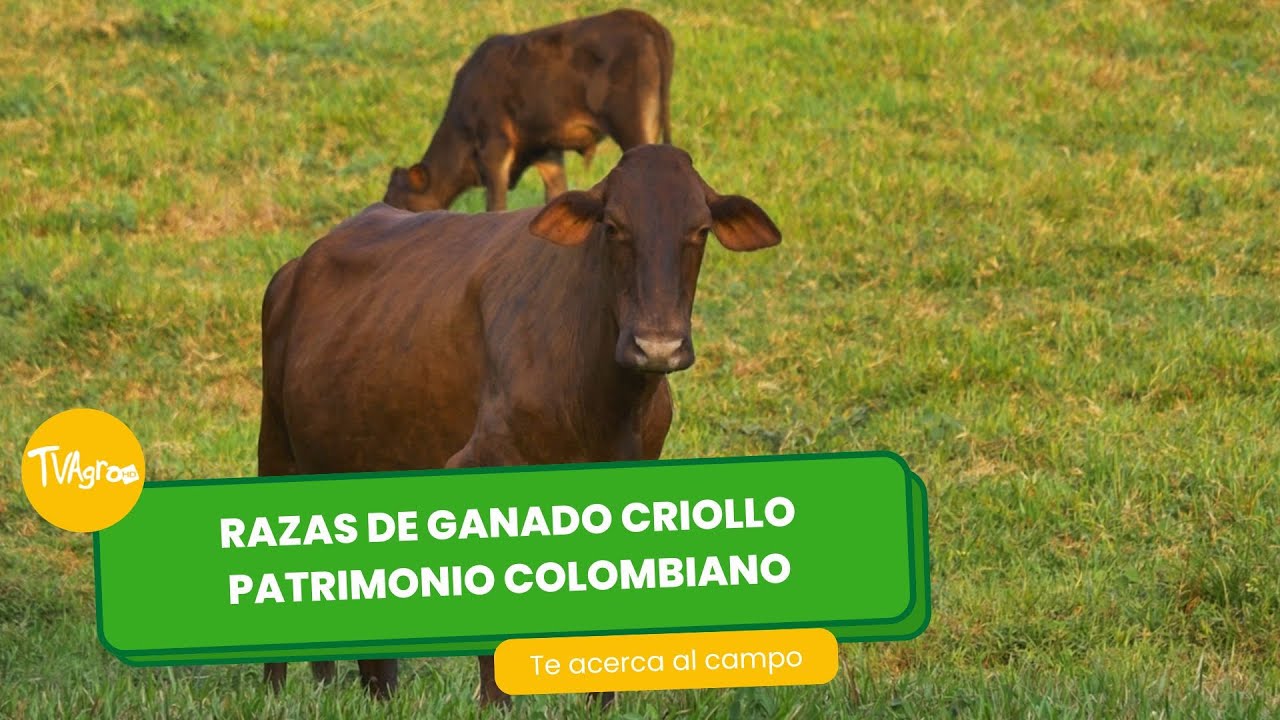 Razas de ganado Criollo, Patrimonio colombiano - TvAgro por Juan Gonzalo Angel Restrepo