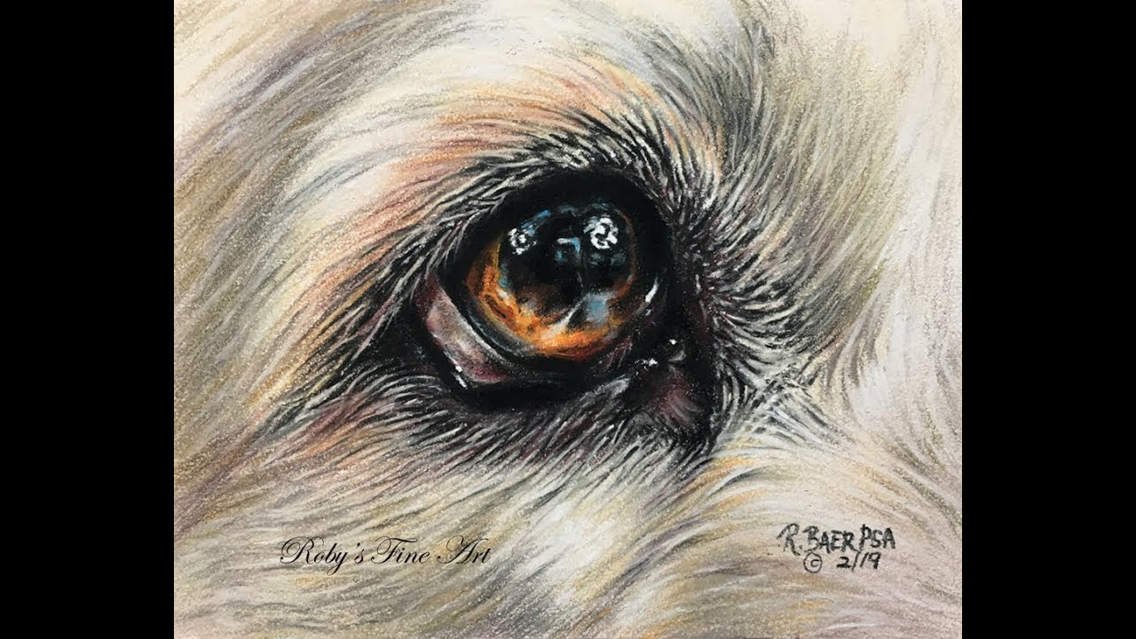 Golden Retriever Eye Demo