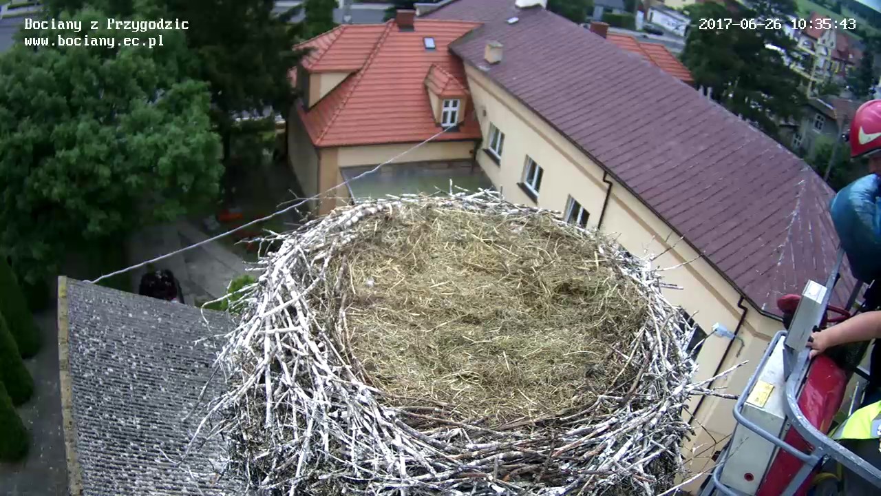 Bociany z Przygodzic 2017 06 26 Wymiana wyściółki,  powrót młodych bocianów do gniazda