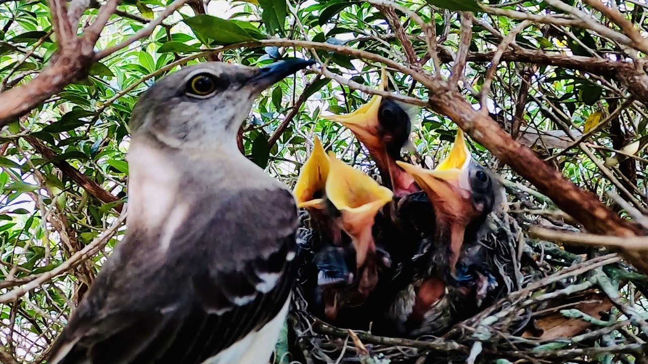 Mockingbirds Feeding Babies