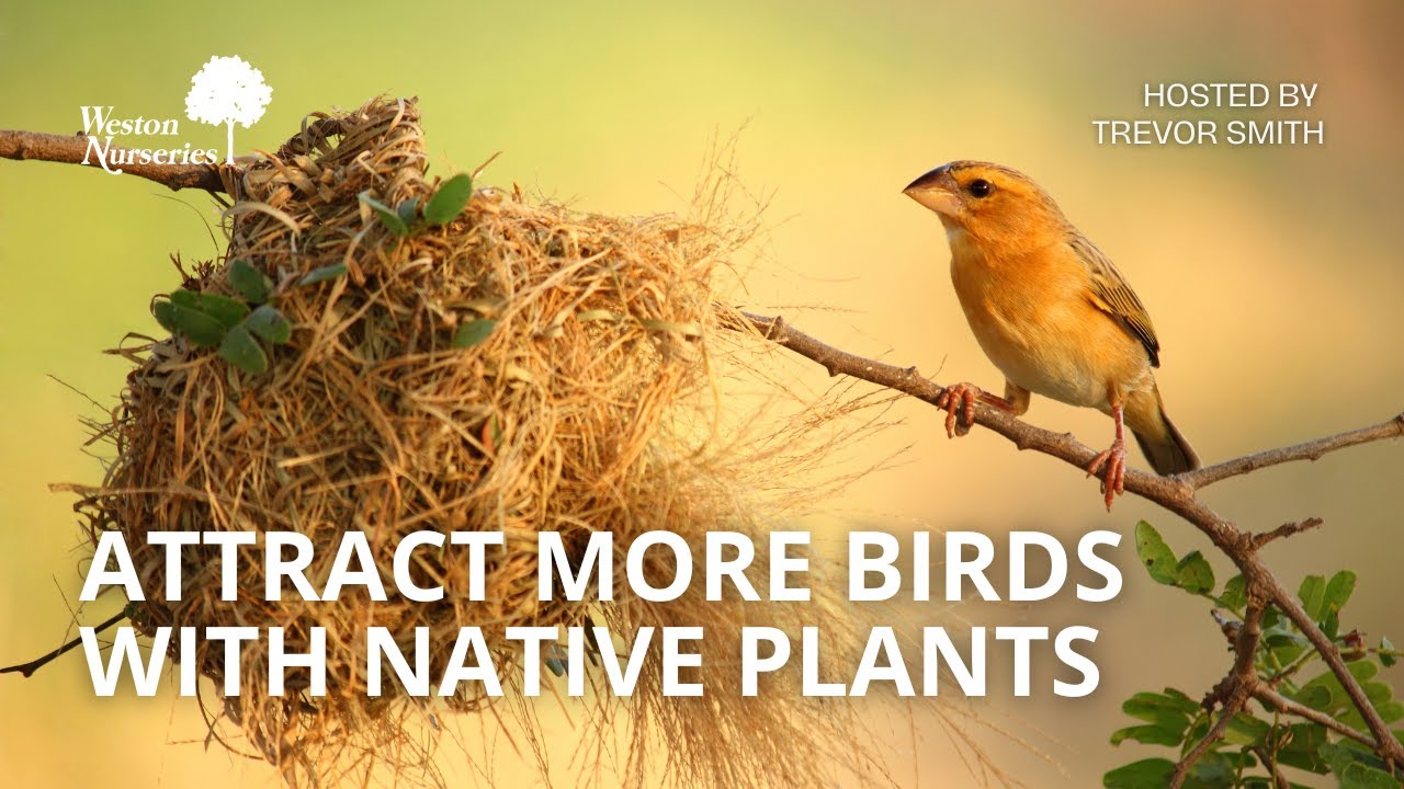 Attract Birds (Naturally!): Plants That Bring More Birds to Your Garden