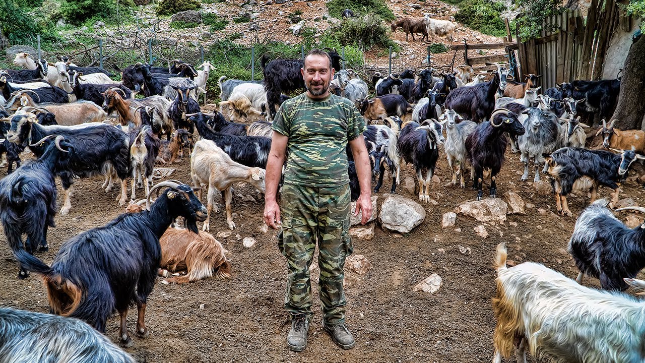 Το κοπάδι του Παναγιώτη | Σακαρέτσι,η ζωή στο χωριό | Greek Village Life