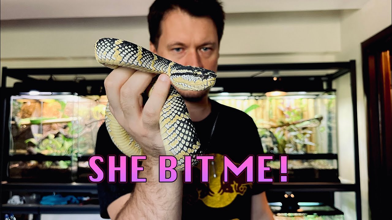 my Temple Viper bite and their venom