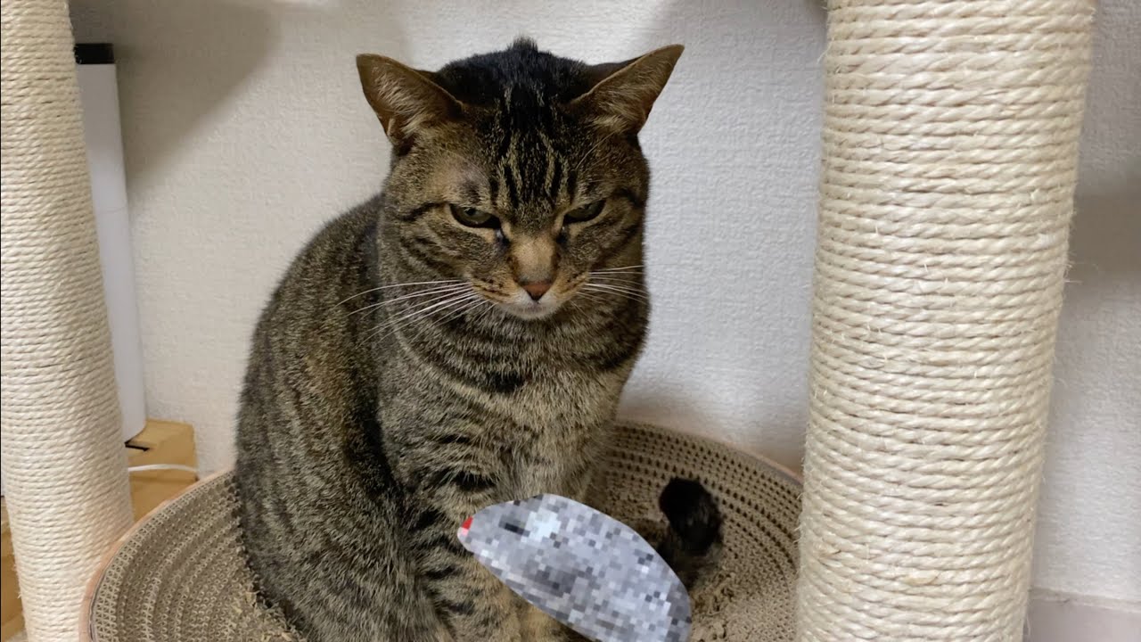 【閲覧注意】凶暴猫に動かないネズミを与えた結果...
