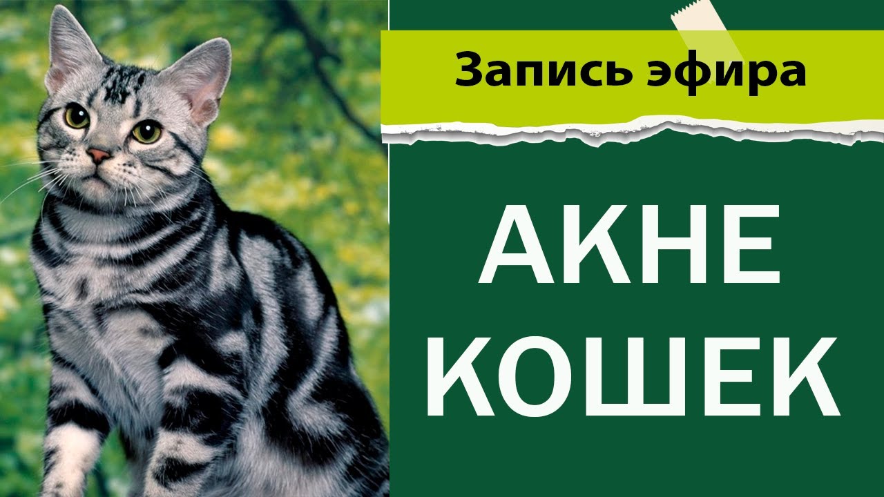 Акне у кошек