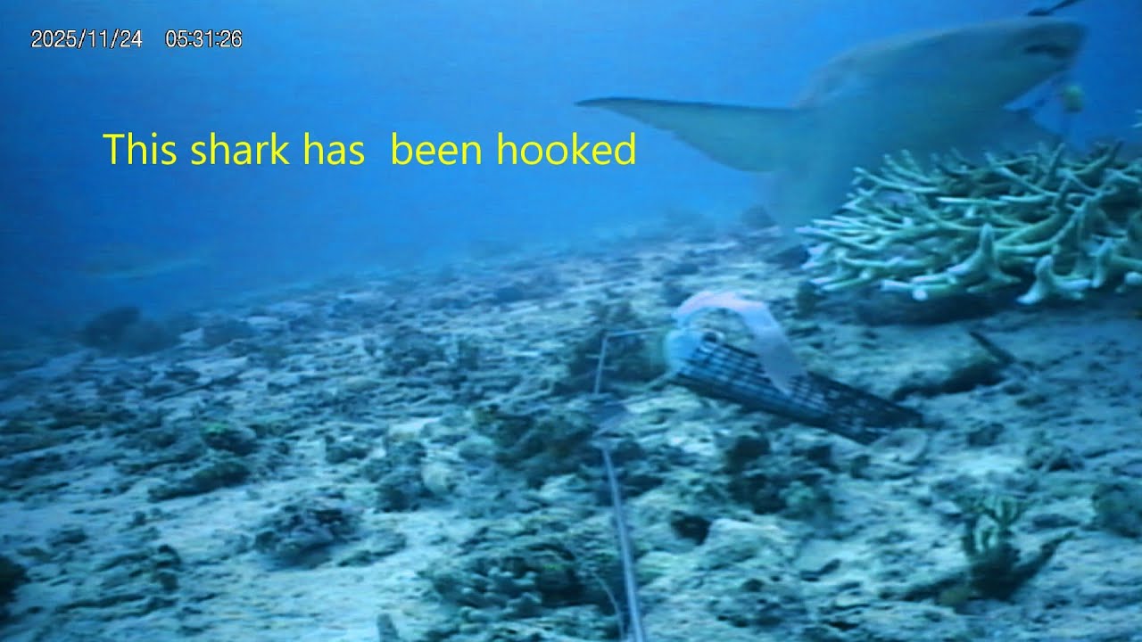 Shark shedding hooks, but where does the hooks end up 