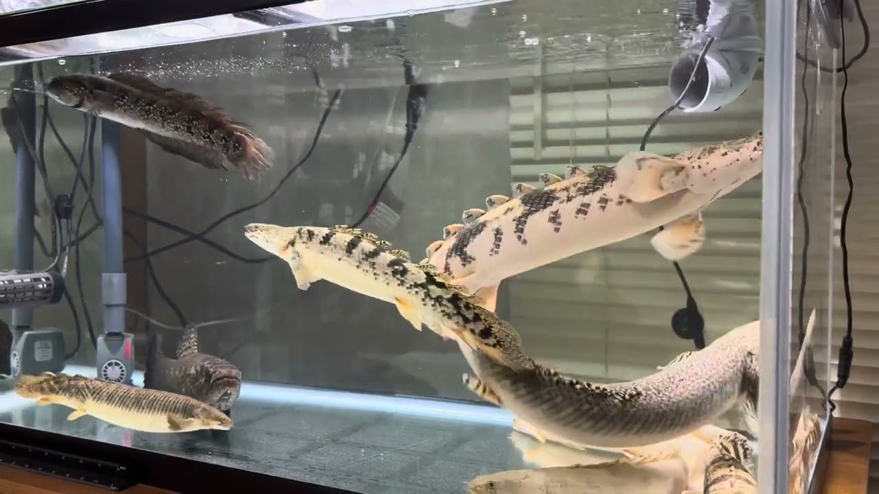 ポリプテルス ブラックタライロン コウタイ