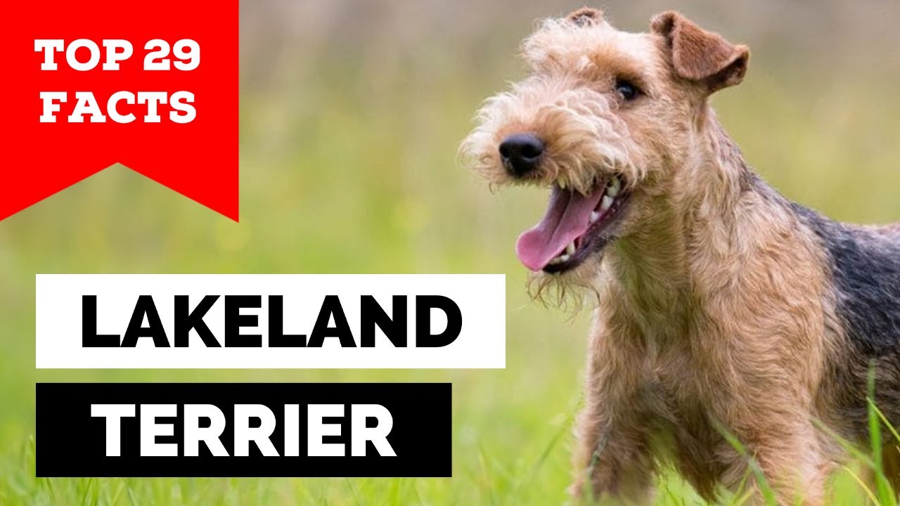 99% of Lakeland Terrier Owners Don't Know This