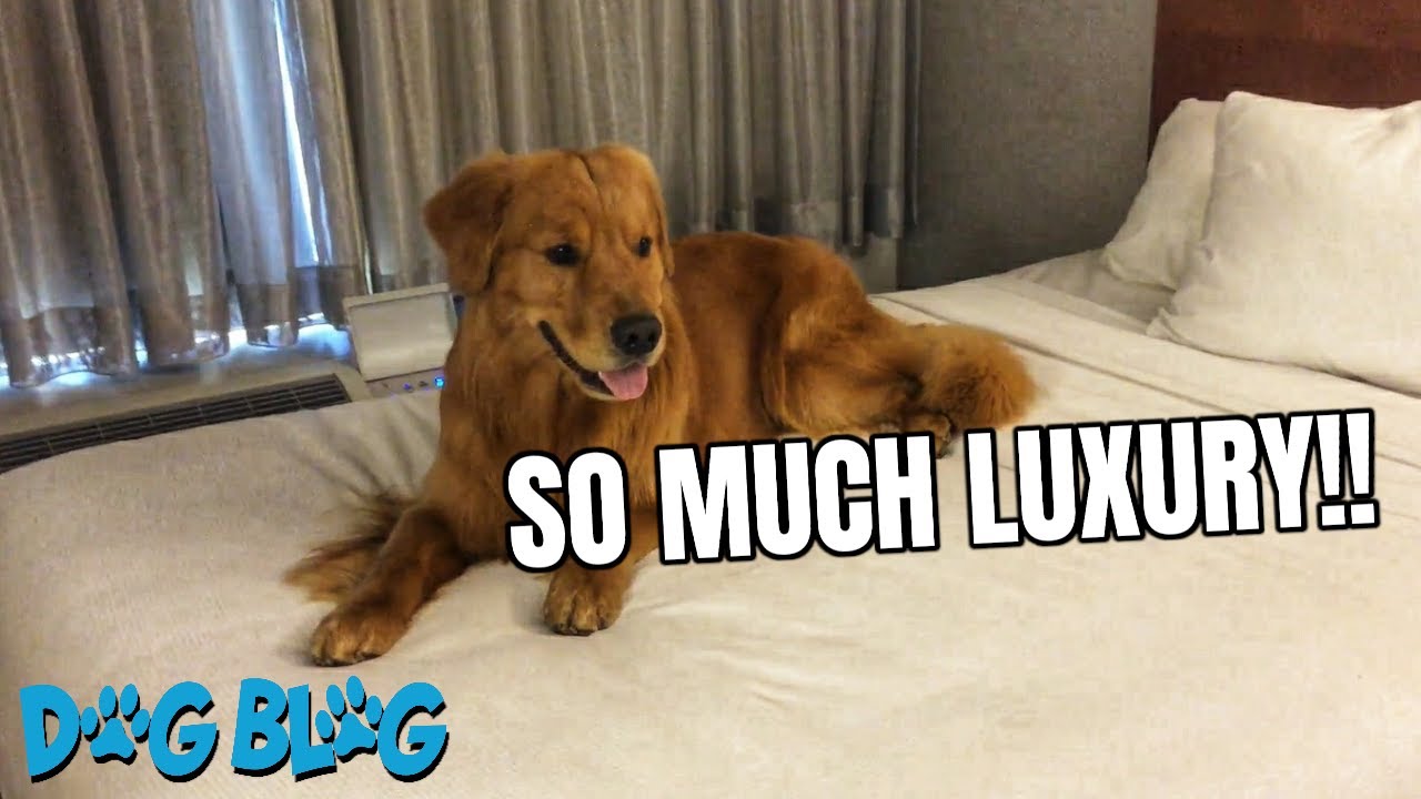 Dog is So Excited to be on Hotel Bed for the First Time and Gets the Zoomies
