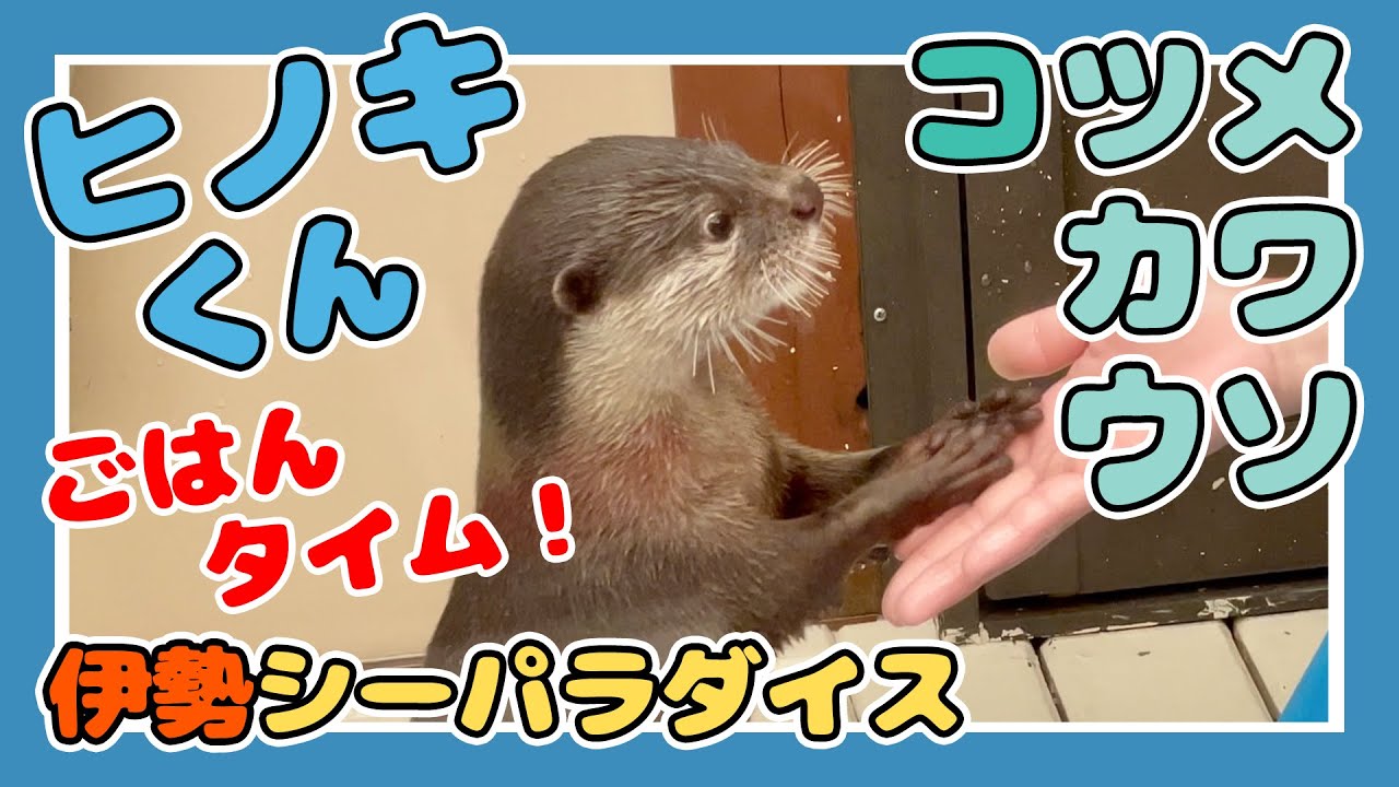 【4K】コツメカワウソ② ヒノキくん ごはんタイム！②【伊勢シーパラダイス】かわいい姿 2024.11.19【水族館・動物園】【三重県】Japan Aquarium Otters