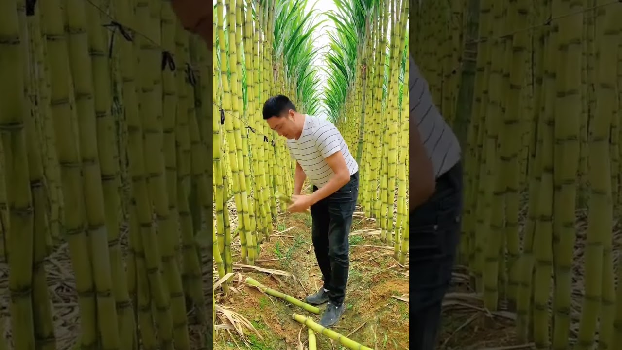 Let's Having A Good Feel Of The Sugarcane #satisfying #short