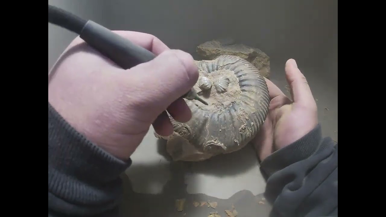 Large Parkinsonia Ammonite Prepped!