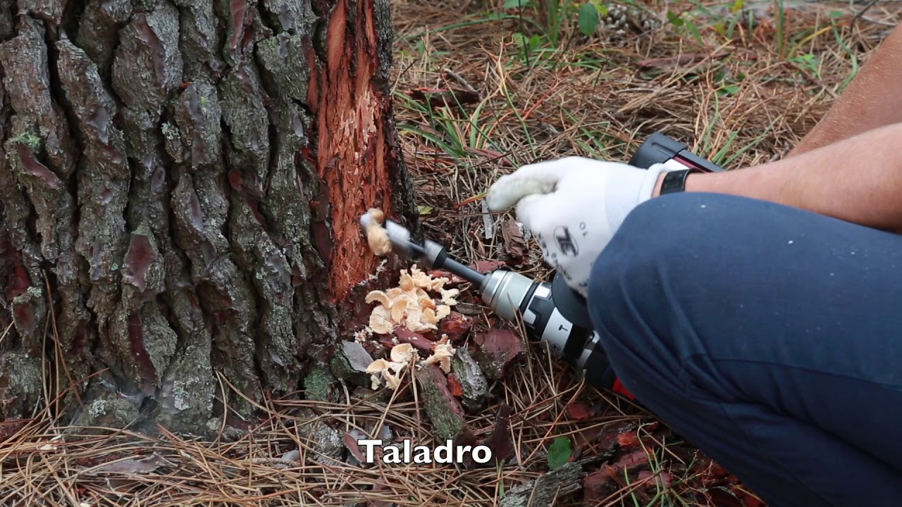 Aprovechamiento resinero método del taladro basal