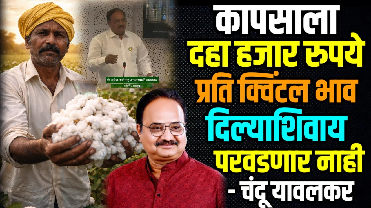 #Amravati | कापसाला 10 हजार रु प्रति क्विंटल भाव दिल्याशिवाय कापूस परवडणार नाही - आमदार चंदू यावलकर 
