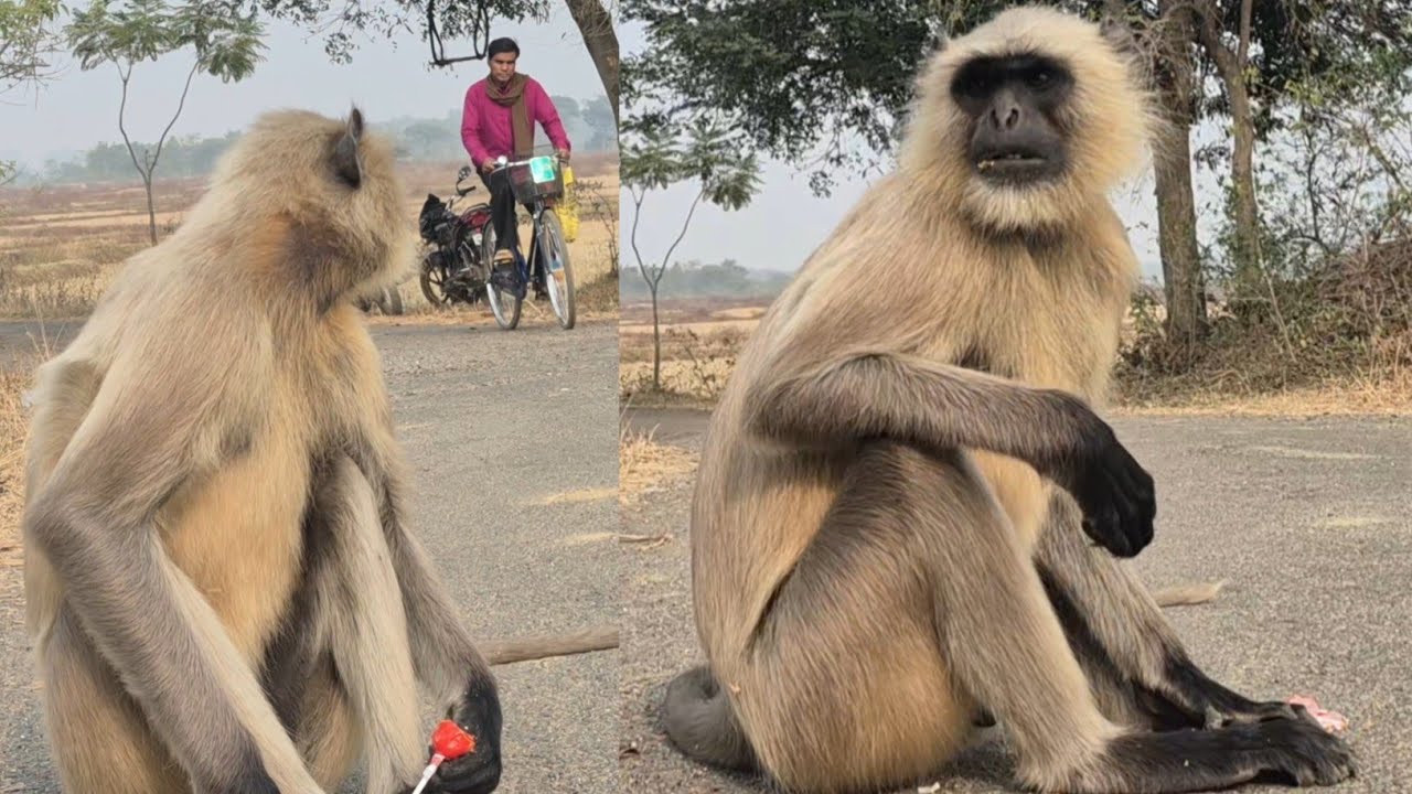 Wild Langur Monkey Behavior on Village Road | Rare Wildlife Encounter. #langur #wildanimals 