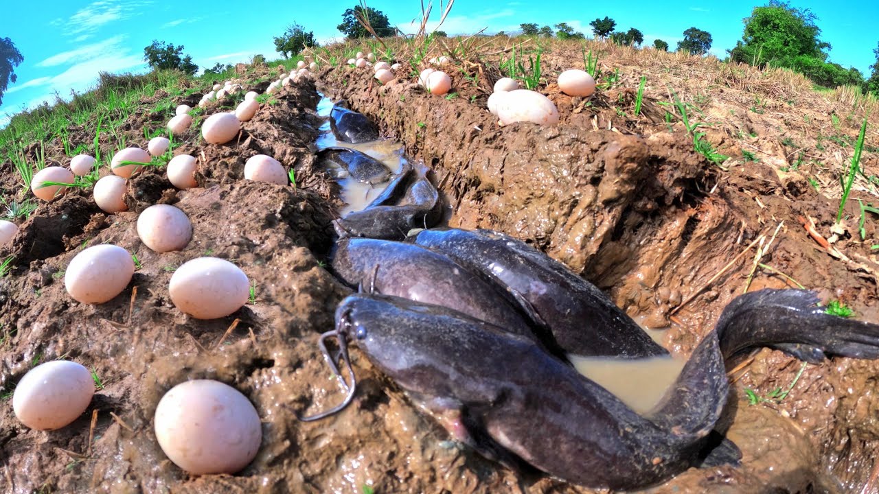 A amazing Fishing, catch a lot of fish and pick duck eggs in rice field