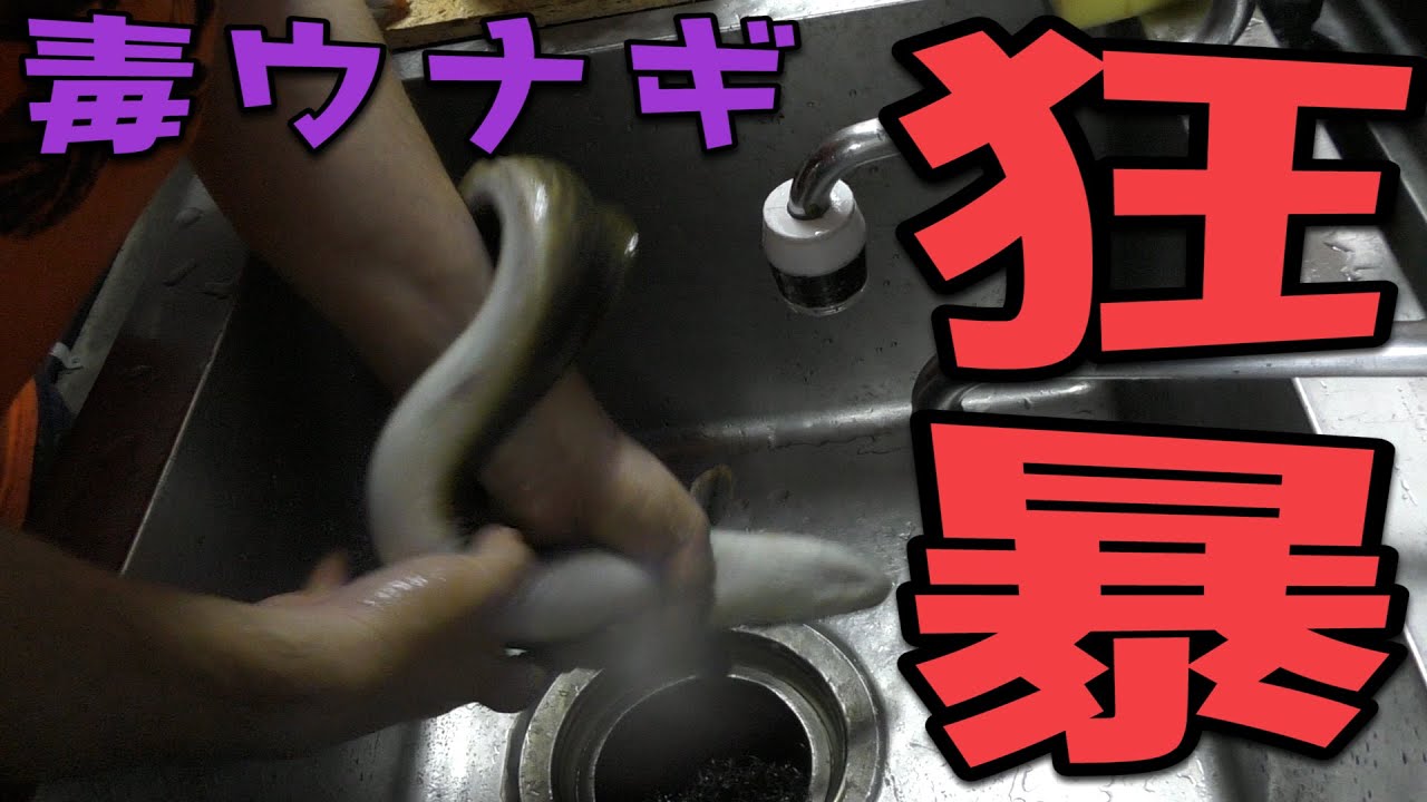 【大暴れ】生きたオオウナギを捌いて食べる【毒ウナギ】