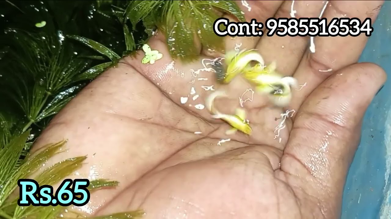 Guppys sales video ,Rs.65 , Shirmp, Rs.45(cont:9585516534)