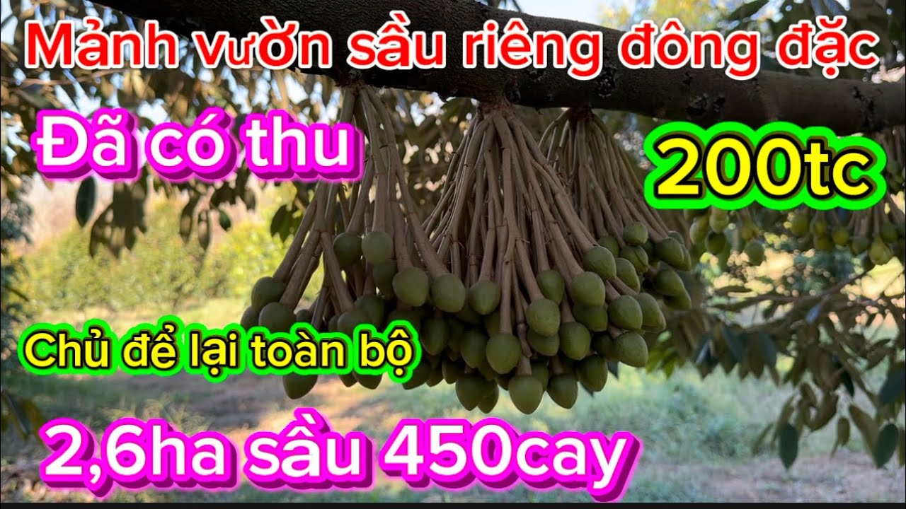 Mảnh vườn sầu riêng chu cần bán 