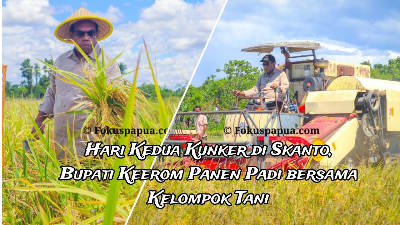 Hari Kedua Kunker di Skanto, Bupati Keerom Panen Padi bersama Kelompok Tani