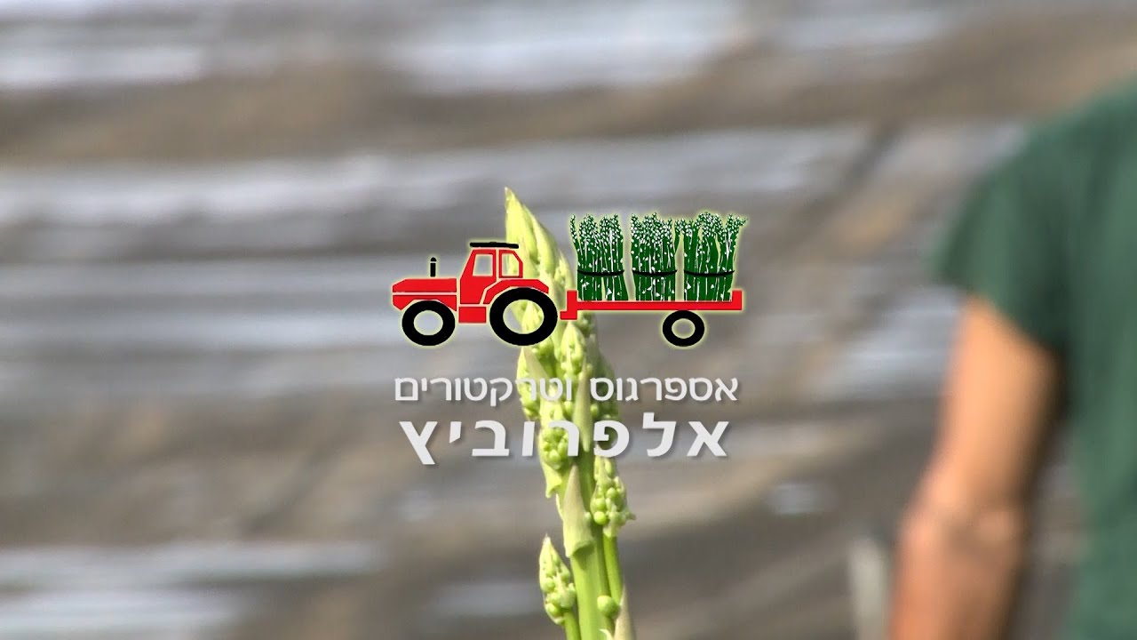 אספרגוס  - אלפרוביץ