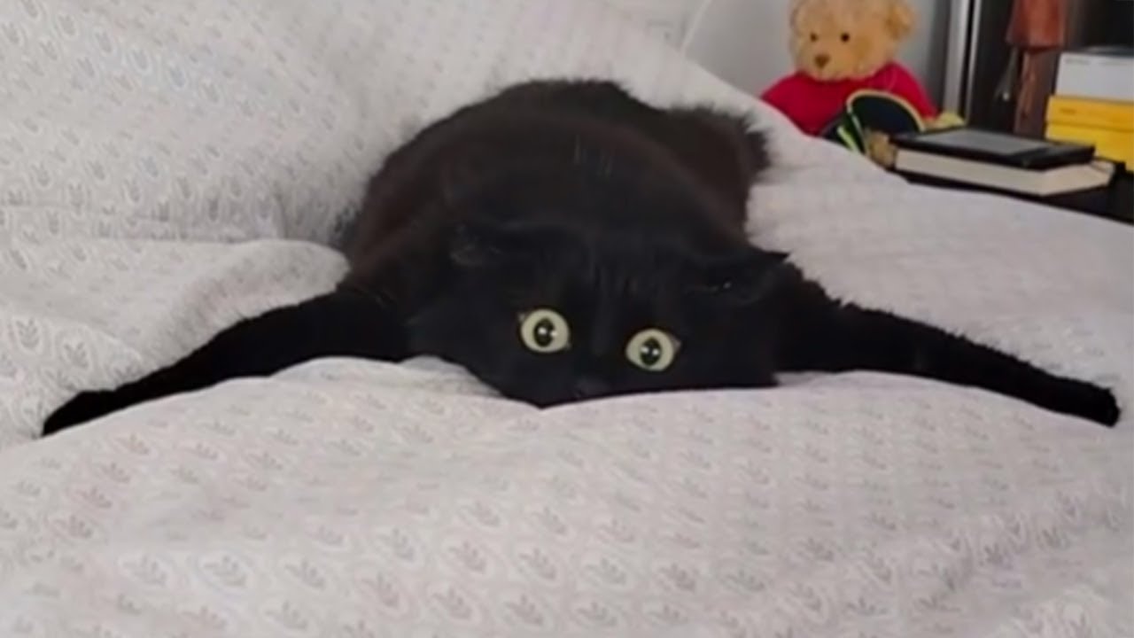 The Funniest Black CATS Behavior of 2026 🤣 NEW Funny Cats Video