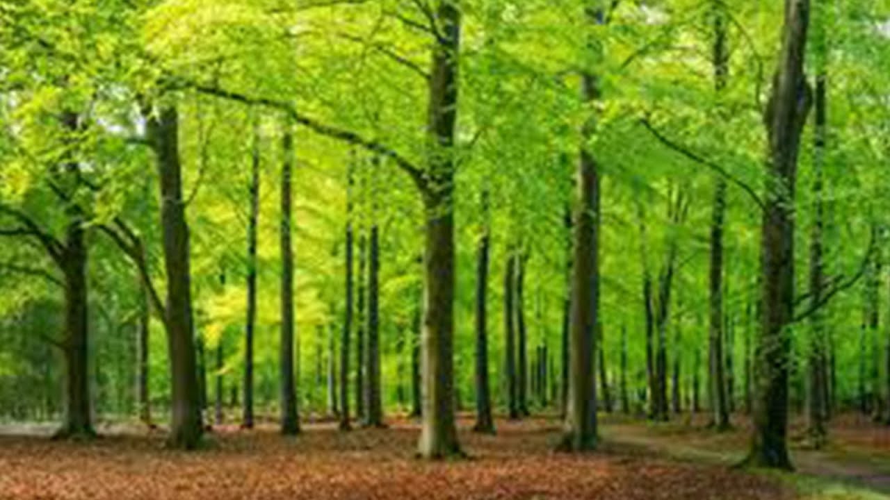 🍃 Relaxing Piano & Flute in the Forest | Ambient Instrumental with Birds for Meditation & Sleep