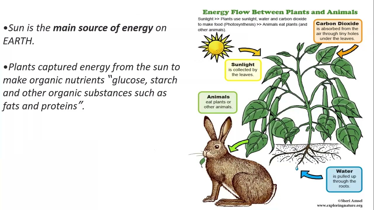 19.1 Energy flow