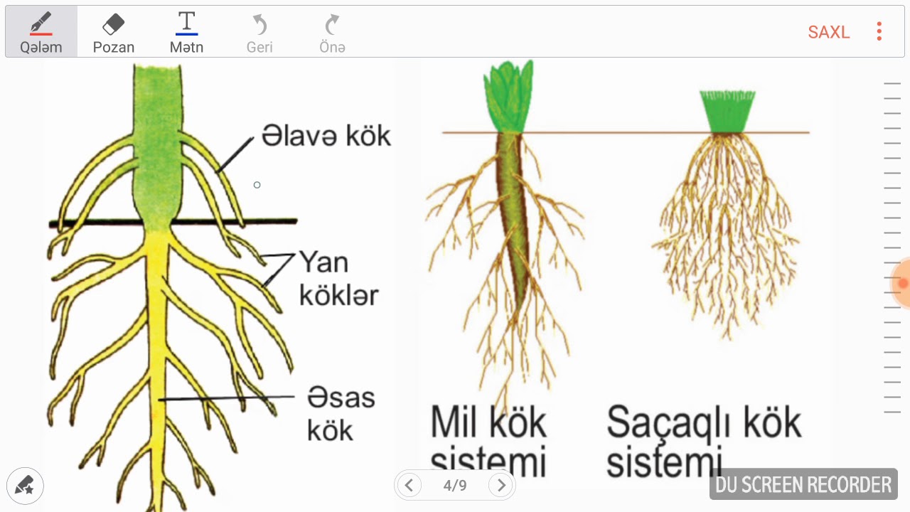 Vegetativ orqanlar Kok