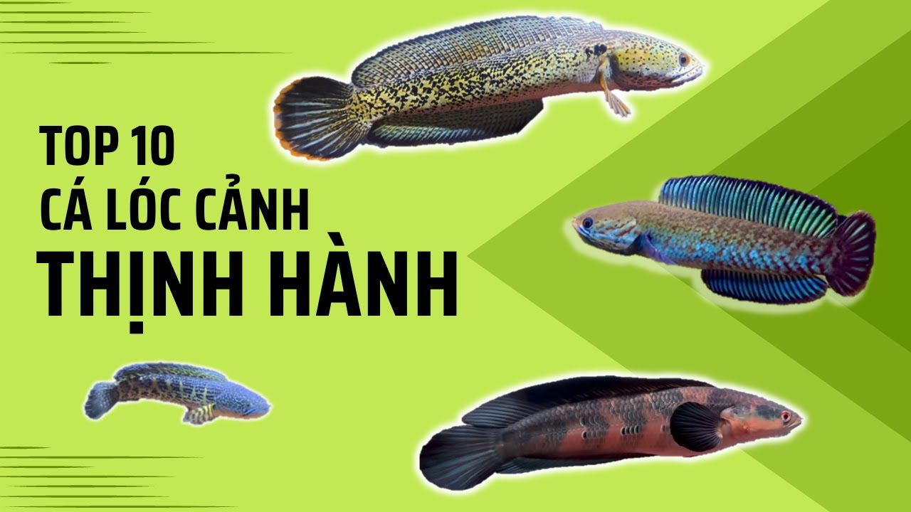 Các dòng cá lóc cảnh | Top 10 dòng cá lóc cảnh - Review Cuộc Sống