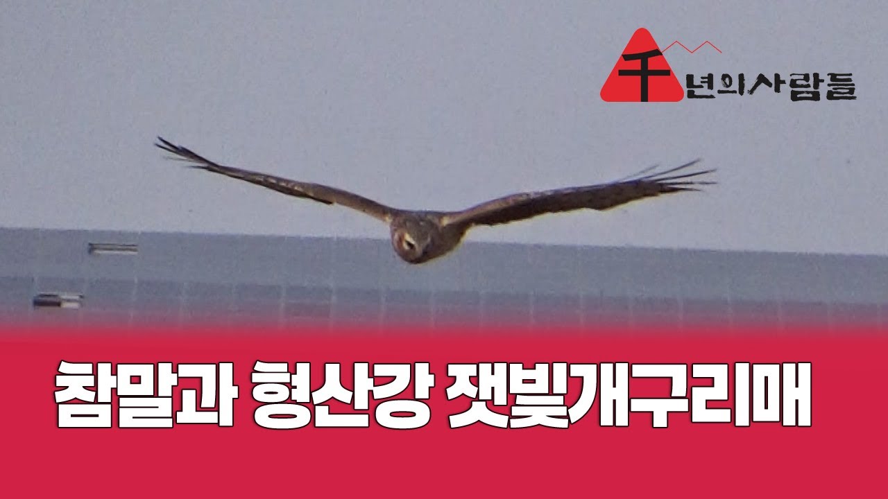 참말과 형산강의 잿빛개구리매, Northern Harrier, 천연기념물 제323-6호