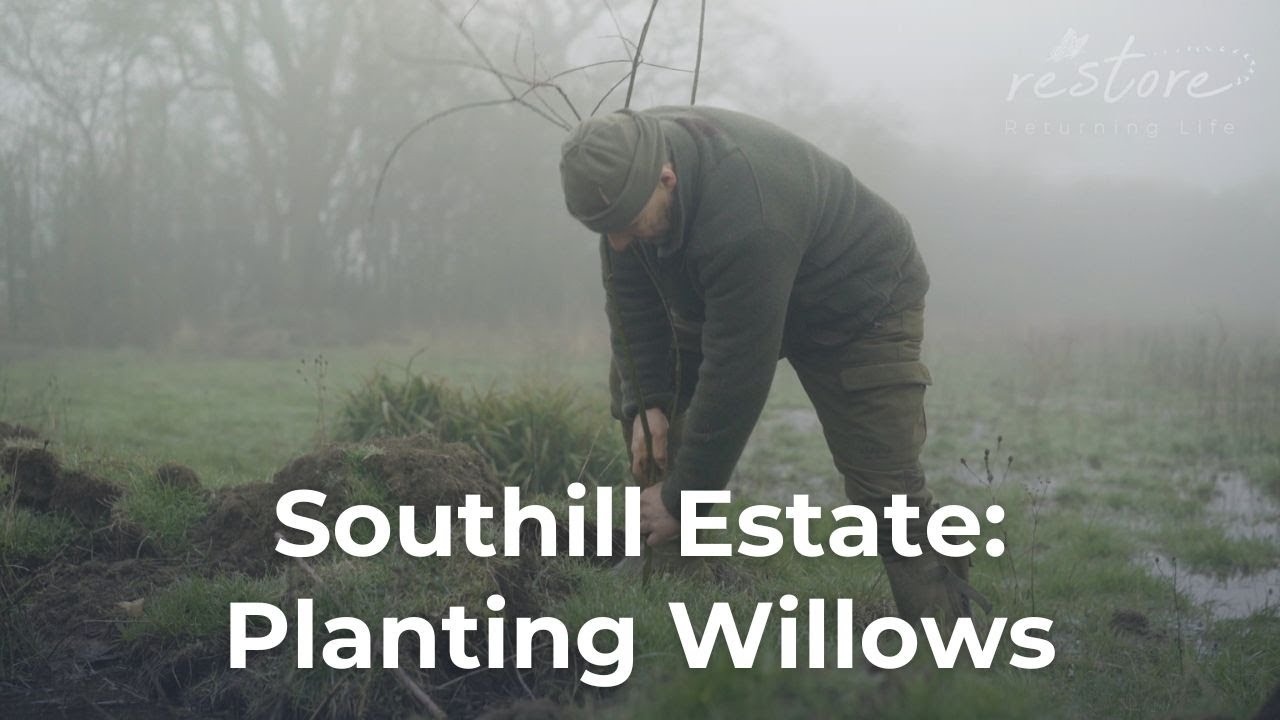 Planting Willows: Supporting Beavers and Boosting Biodiversity