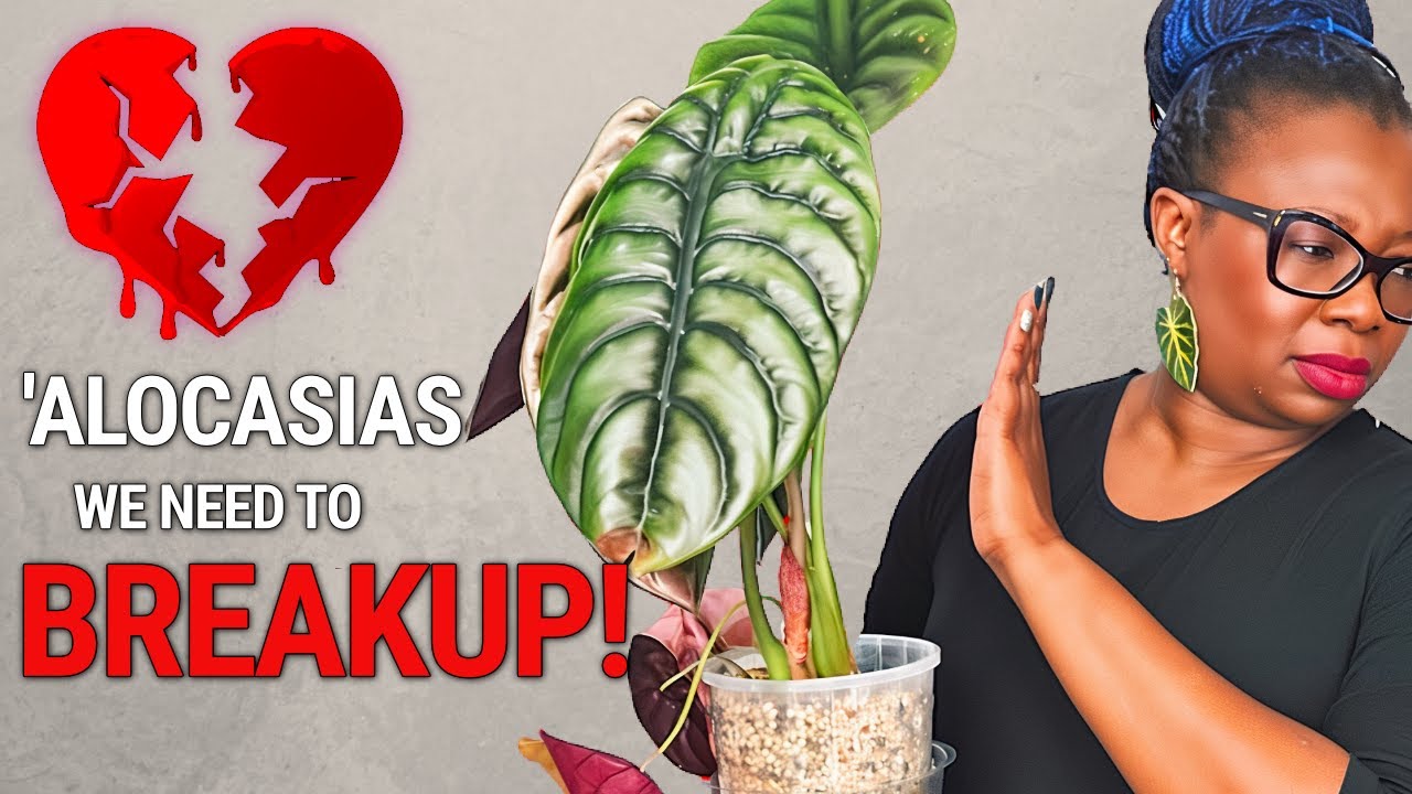 Don't Buy An Alocasia... Until You See This Care Method!