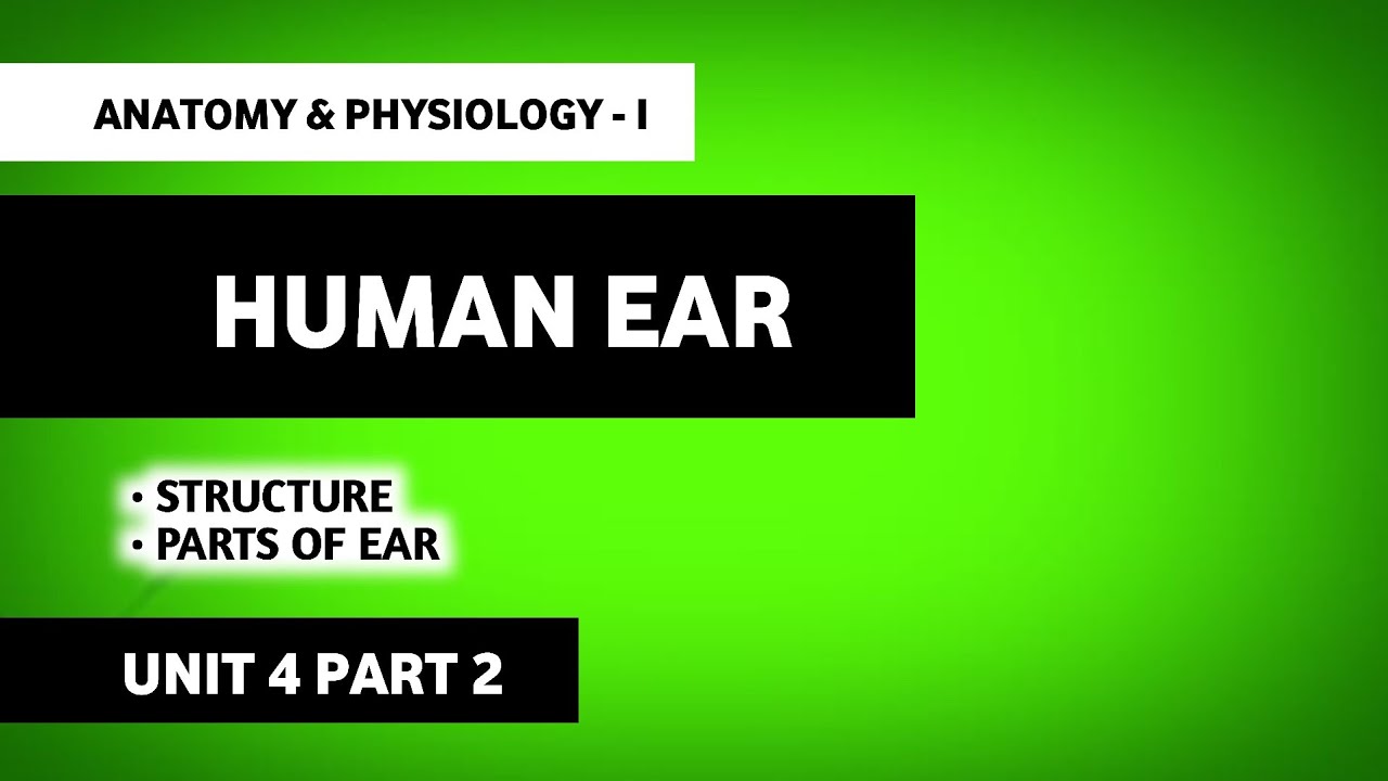 Structure And Function Of Ear | Parts Of Ear | Ear | Human Anatomy And Physiology | B Pharma