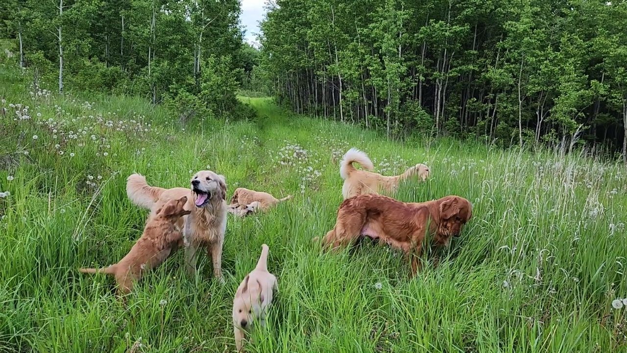 Golden Retriever Family Playing Together in a Meadow