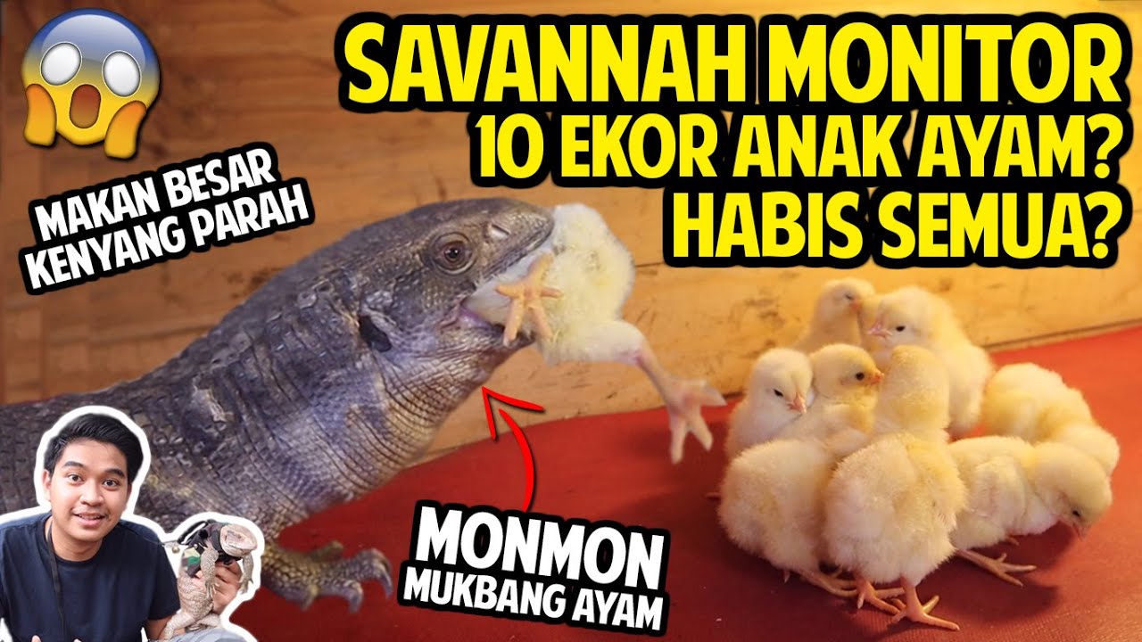 SAVANNAH MONITOR MONMON MUKBANG 10 EKOR ANAK AYAM?? | 10 CHICKS VS SAVANNAH MONITOR