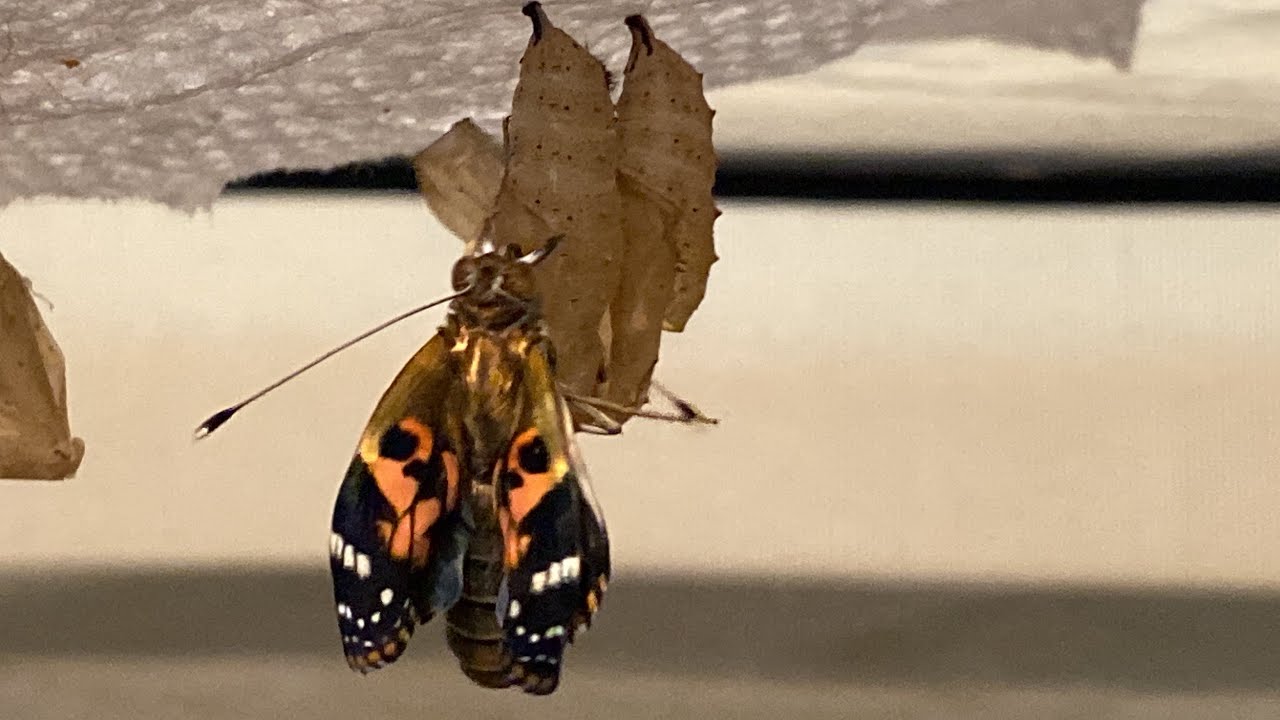 Painted Lady Butterfly Emerges from a Chrysalis