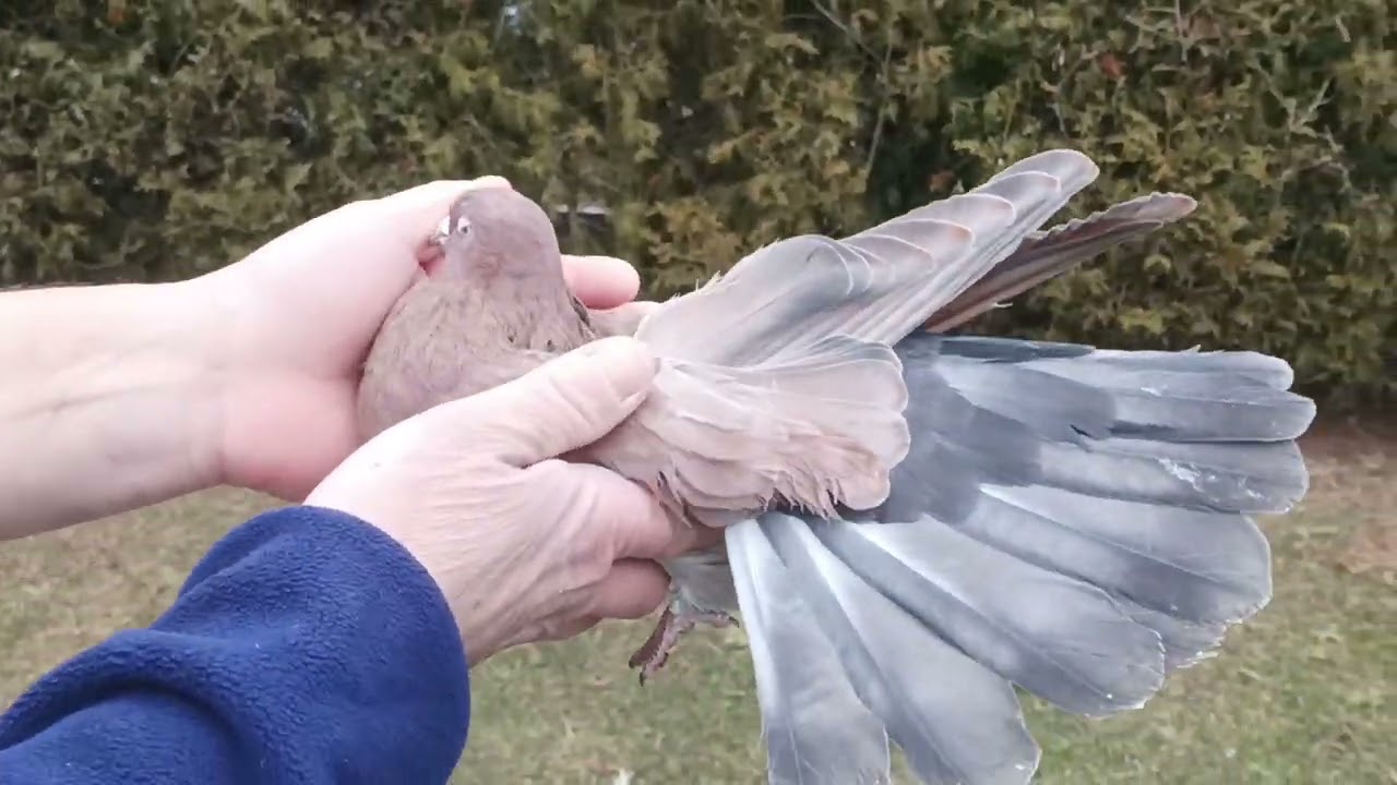 Krótka prezentacja samców 🕊️ przed łączeniem w pary.Golebie Mikołajewskie kolorowe.🪶🪶🪶