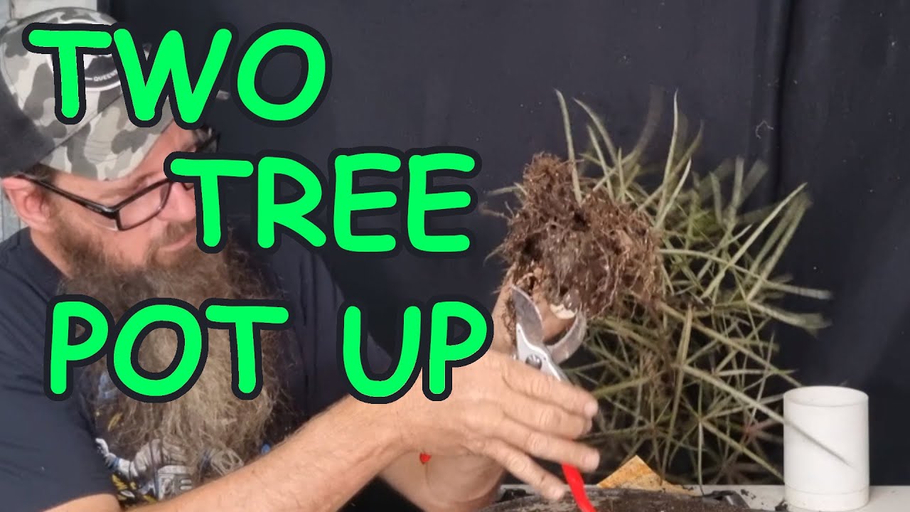 Spring Bonsai Potting for Bottle Tree and Tea Tree