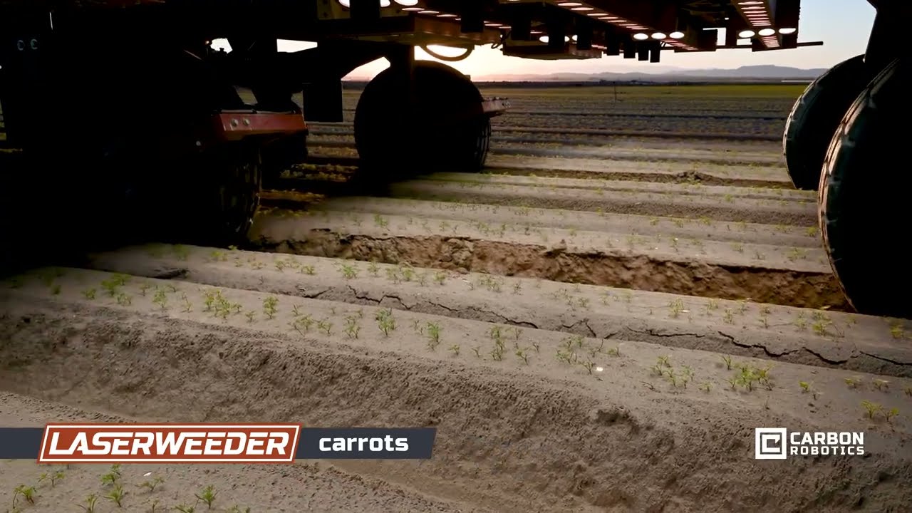 LaserWeeding in Carrots