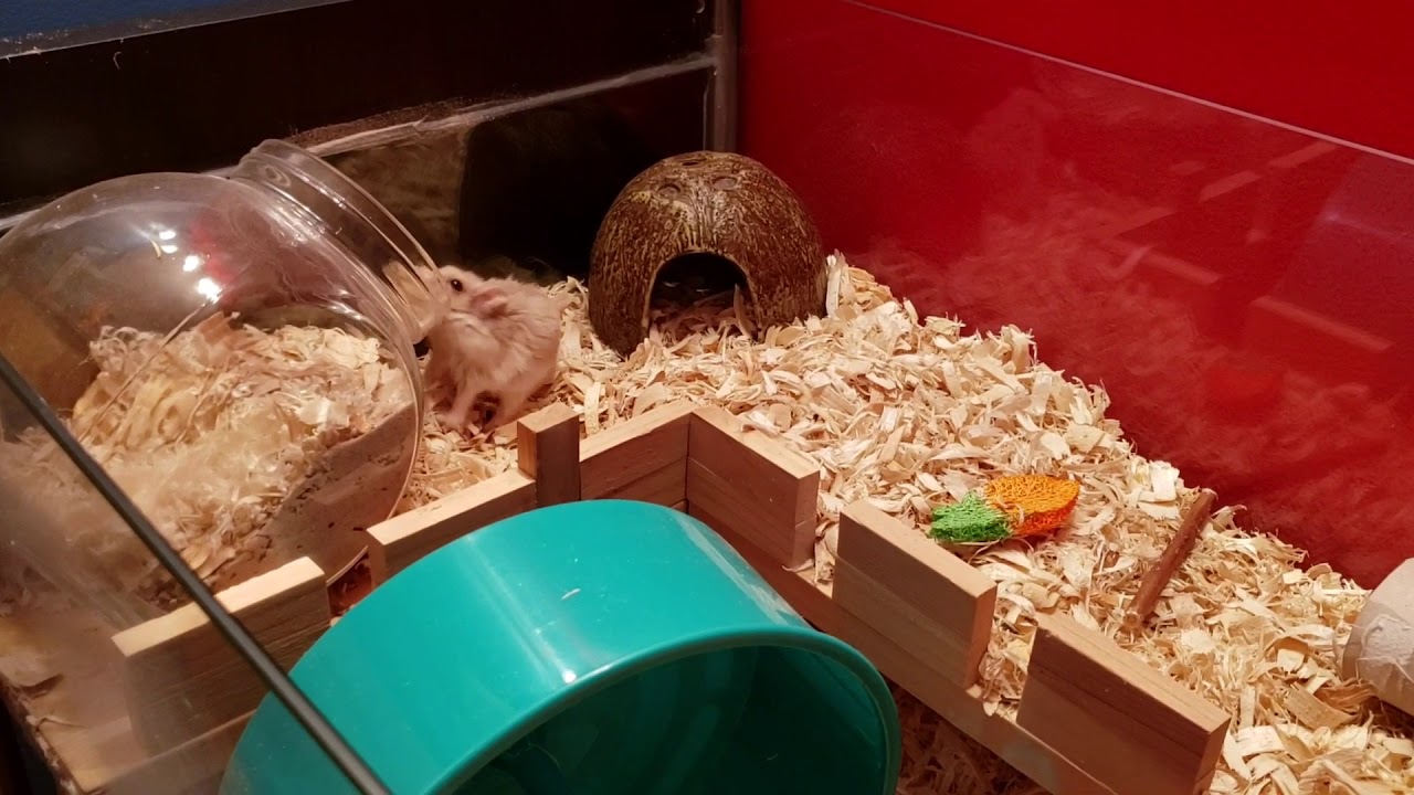 Cute Dwarf Hamster 