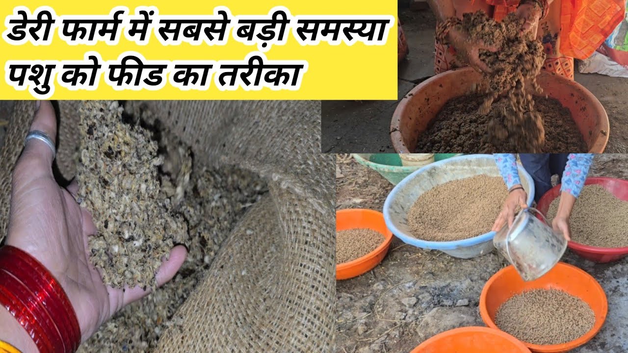 Dairy Farm में सबसे बड़ी समस्या फीड खिलाने का तरीका ll ganesh dairy farm ll dairy farm ll 
