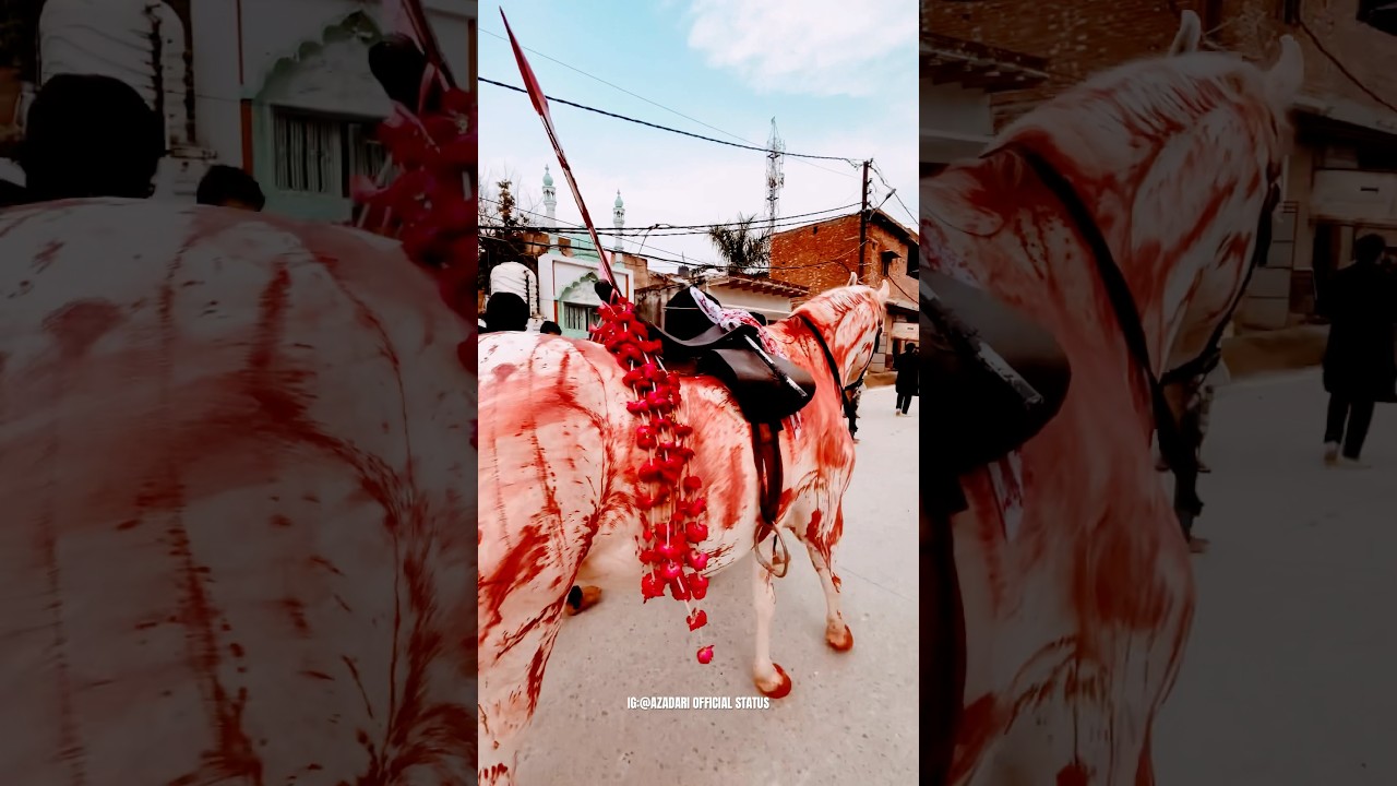 Zuljanah Maula Abbasع | #moharram2023 #nowgawansadat #labbaikyahussainع #subscribenow 🙏