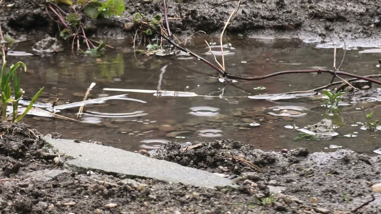 Relax with the sound of winter rain