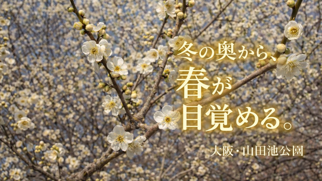 2026.2.14山田池公園の春の訪れ