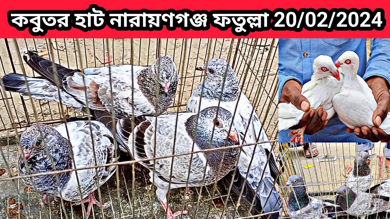 20/02/2024 কবুতর হাট নারায়ণগঞ্জ ফতুল্লা। ফতুল্লা কবুতরের হাট। কবুতর হাট। Fatullah kobutor hat.pigeon