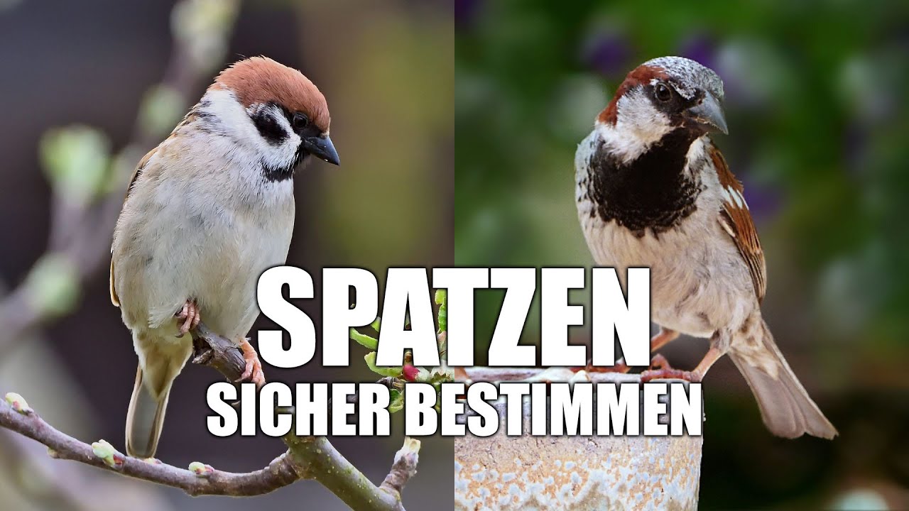 Haussperling und Feldsperling sicher unterscheiden